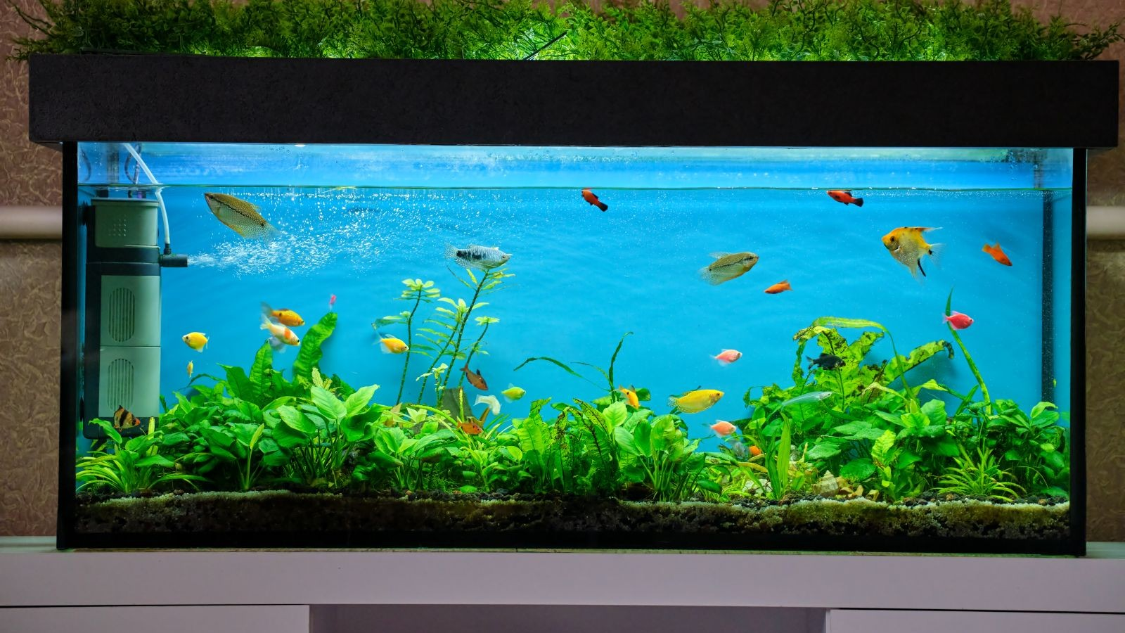 Chris Chelli Don’t Flush The Fish | Chris Chelli